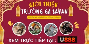 Trường Gà Savan - Hình Thức Cá Độ Mới Nhất Tại U888