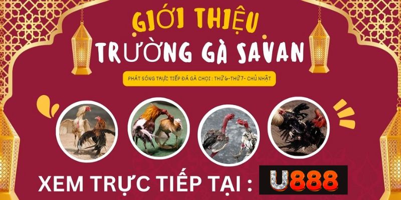 Trường Gà Savan - Hình Thức Cá Độ Mới Nhất Tại U888