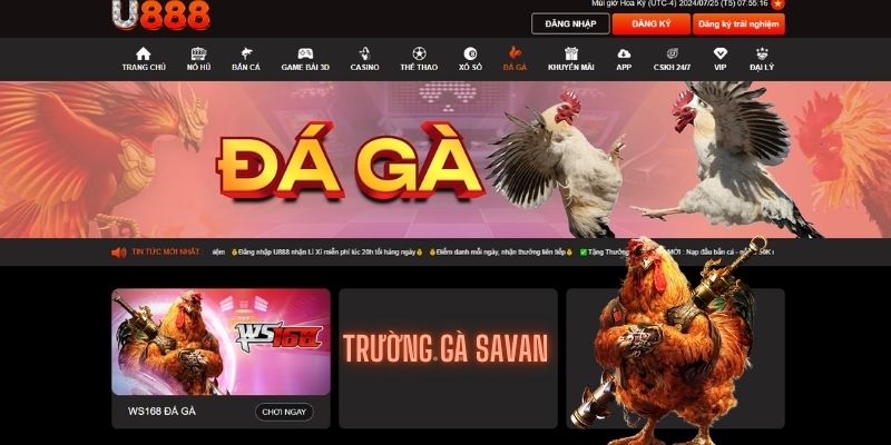 Sảnh đá gà trực tuyến hàng đầu trên website U888