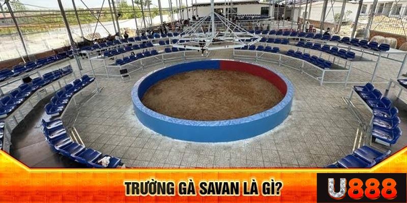 Thông tin sơ lược trường gà Savan nổi tiếng